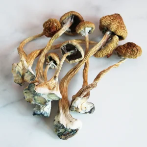 Buy African transkei Magic Mushrooms online