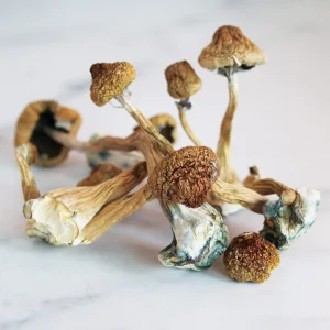 Buy African transkei Magic Mushrooms online