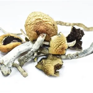 Buy Golden Teacher Magic Mushroom