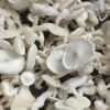 BUY JACK FROST SPORES Online