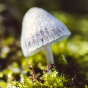 TEXAS GHOST SPORES